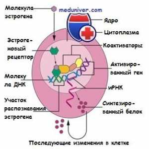 Estrogenski receptor. Struktura in funkcija