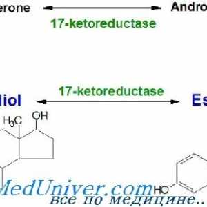 Estrogen sinteza, metabolizem. estrogena receptorji