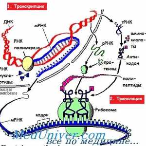 Faze mRNA prevajanja med sintezo proteinov