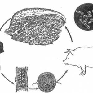 Kako okužba svinjska trakulja (teniasis), če jeste meso?