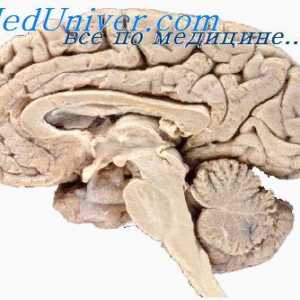 Nevrohumoralnimi ureditev delovanja možganov. Nevrohormonska sistemi človeške možgane