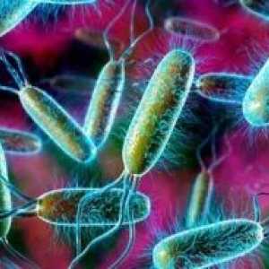 E. coli: zdravljenje, simptomi, vzroki, simptomi