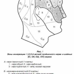 Klinični anatomija maksilofacialno regije