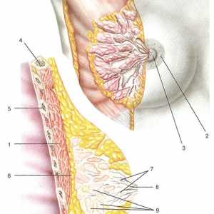 Klinični anatomija prsnega koša in fasiy celičnih prostorov