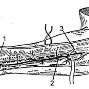 Kompleksi podlakti tkivo. Zapisi iz zadnje strani interosseous arterije