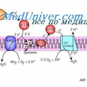ATP sintezo s cepitvijo glukoze. Sproščanje energije iz glikogena