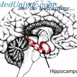 Skorje območje koncu možgane ploda. hipokampus plodu