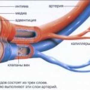 Človeški krvne žile: struktura in funkcija