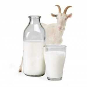 Zdravljenje gastritis z kozjega mleka