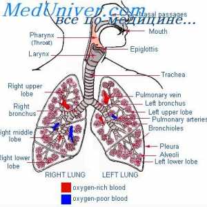 Gibanje zraka v pljučih. Plevralni in alveolarni tlak