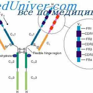 Lokalizacija genov lahkih verig protiteles. Razlogi za variabilnosti svetlobnih verig