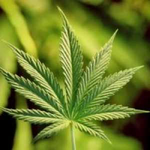 Marihuana: simptomi, posledice, zdravljenje