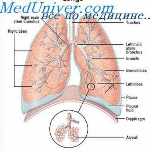 Mehanizmi, ki urejajo dihanja med naporom. nevrogeni predpis