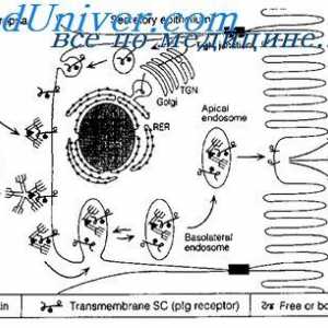 Membranska imunoglobulini. površina protitelo