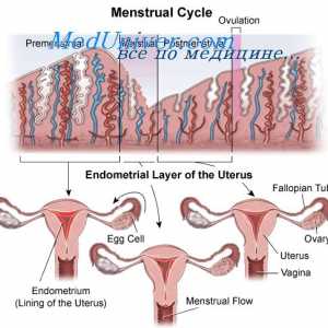 Ovulacije cikla. Adolescence dekleta in začetek menstruacije