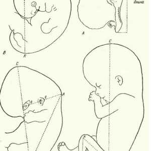 Metode merjenja zarodka. Rast telesa zarodkov kot celota