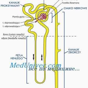 Mesenchyme človeški zarodek. Razvoj amnijske membrane
