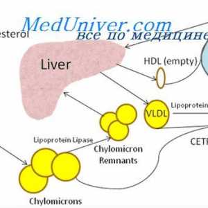 Vloga holesterola v telesu. Plastične funkcije fosfolipidov in holesterola
