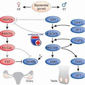 Mutacija in gen podvajanje dax1, sox9. spol neskladje xy genotip in kampomelicheskaya displazija
