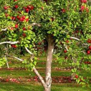 Zbiranje in distribucija organske snovi v jabolko