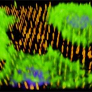 Nanotip za rast novih krvnih žil