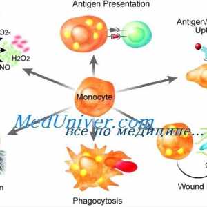 Disfunkcija monocitov in makrofagov imunitete