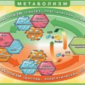 Motenj metabolizma maščobnih kislin in glicerola