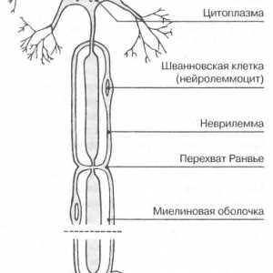 Živčnih celicah nevronov