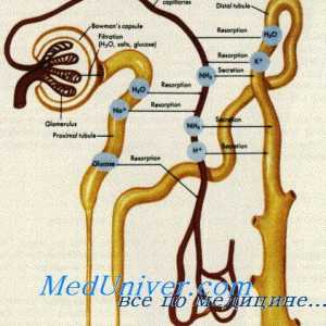 Tegmental membrana je organ Corti. Oživčenje notranjega ušesa