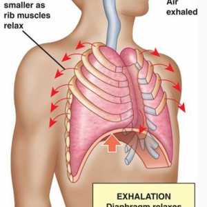 Izmenjava kisika v telesu. transport kisika iz pljuč v tkiva