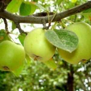 Obrezovanje in oblikovanje jabolčni slaboroslyh