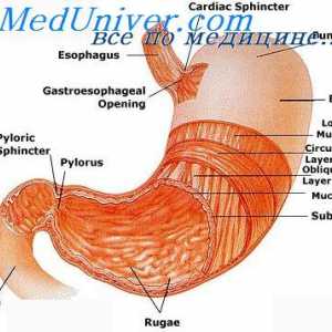 Praznjenje želodca. Ureditev praznjenja želodca in dejavniki, ki vplivajo