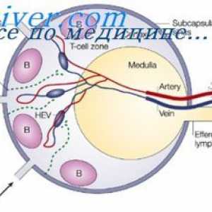Omejevanje sintezo protiteles. Izčrpanje proliferacije protitelo celic (KLA)