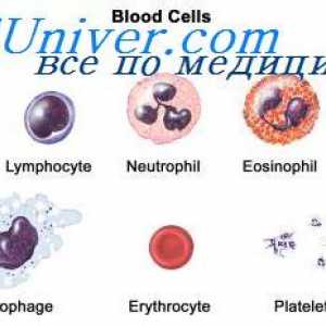 T-celice pomagalke. funkcije limfokinov