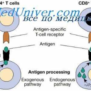 Značilnosti sodelovanja imunske celice. Humoralni dejavnik protitelo