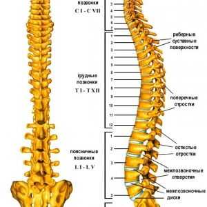 Strukturne značilnosti posameznih delov hrbtenice