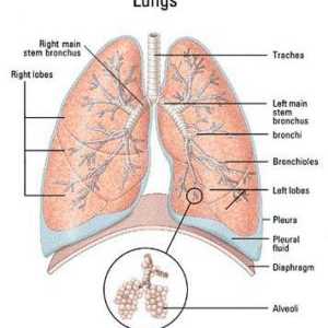 Akutni pljučni absces