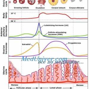 Ovulacijsko faza menstrualnega ciklusa. predpis