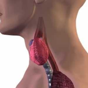Primarna hipotiroidizem je ščitnica: vzroki, zdravljenje, simptomi, znaki
