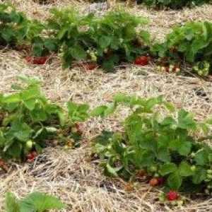 Priprava tal in gnojenje pred sajenjem sadike jagod