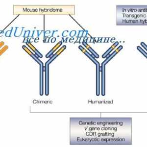 Sprememba protitelesa po reakciji z antigenom. dopolnjujejo centri