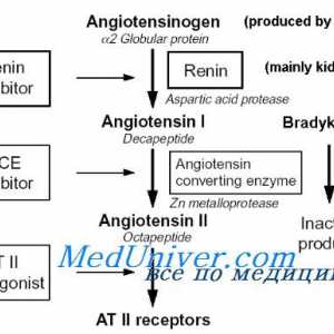 Angiotenzin hipertenzija. Goldblatt hipertenzija