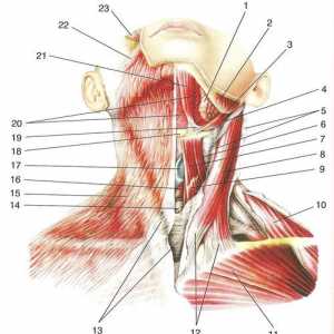 Površinske mišice vratu