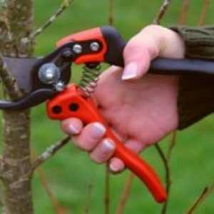 Metode za obrezovanje sadnega drevja
