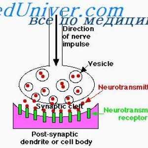 Relief nevroni. funkcija dendriti