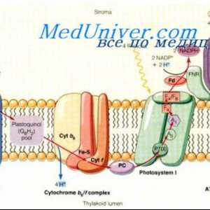 Bazalni metabolizem. Mehanizmi, ki urejajo BMR