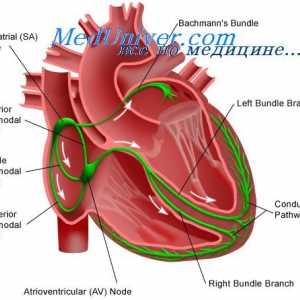 Srčno prevodnost sistem. sinusnega vozla