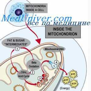 ATP in njegova vloga v celici. Funkcija celične mitohondrije