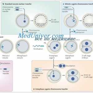 Zgodnje folikulogeneze. Transkripcijski faktorji in ovojnica jajčne celice