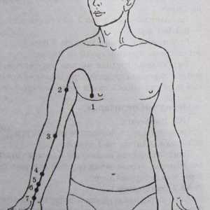 Lokacija in anatomija telesa točk za aromaterapijo. Meridian osrčnika